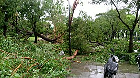 高雄市内の公園における倒木