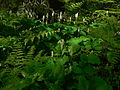 Achlys triphylla at Standup Creek Trail 1369 Wenatchee National Forest