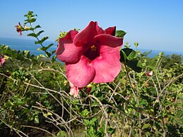 Allamanda blanchetii