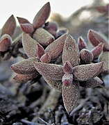 Crassula ammophila ✓