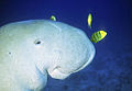 Dugong