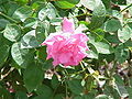 ‘Zéphirine Drouhin’.