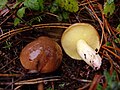 Suillus collinitus