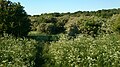 View across Vestereng and the Hawthorn-forest in May.