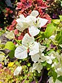 White Bougainvillea Flower