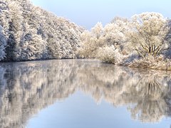 Des arbres en hiver sur la rivière entre Pettstadt et Bamberg.