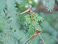 Acacia collinsii