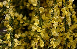 Vår-Gyvel har en pragtfuld, helt kompakt blomstring.