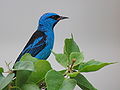 Saí-azul (Dacnis cayana)