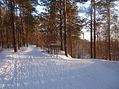 La forêt de Kloostrimetsa