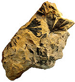 Fossil of Ginkgoites huttoni