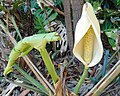 Nouvelle feuille et inflorescence