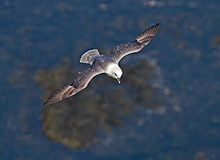 Northern-Fulmar2.jpg