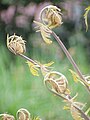 Königsfarn (Osmunda regalis), junge Farnwedel beim Ausrollen