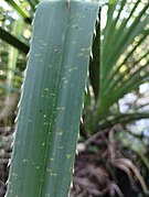 Detail of spines on the leaf margin