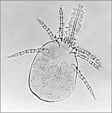 Trombiculid mite larva