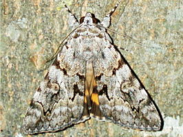 Catocala fulminea