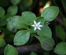 Crassula alsinoides ✓