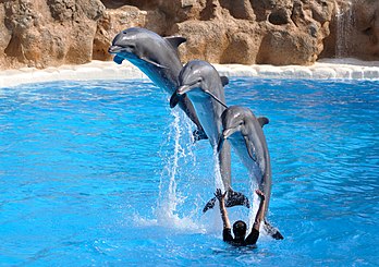 Trois grands dauphins (Tursiops truncatus) en démonstration au parc zoologique Loro Parque de Puerto de la Cruz, sur l'île de Tenerife (Espagne). (définition réelle 3 352 × 2 360)