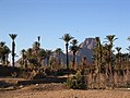 oasis in Hoggar, Algeria