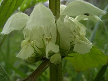 Lamium album closeup.jpg