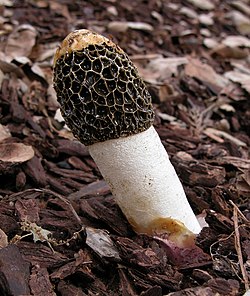 Dune stinkhorn