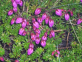 Tunturikurjenkanerva eli kurjenkanerva (Phyllodoce caerulea)