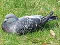 Fancy pigeon