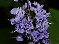 Plectranthus fruticosus