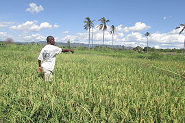 Rizières dans la région de Mtwara.