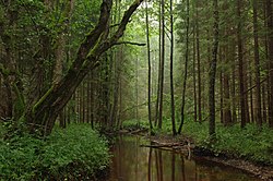 Photograph of a river flowing through a forest