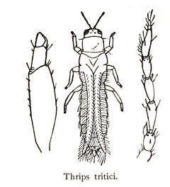 Description de l'image Thrips tritici.jpg.