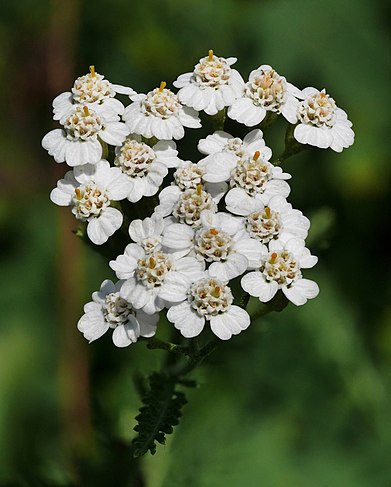 Achillea millefolium