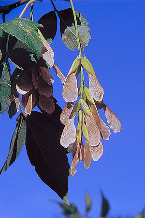 negundo (Acer negundo)