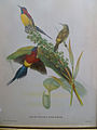 Mrs Gould's Sunbird, Aethopyga gouldiae, J Gould & H.C. Richter