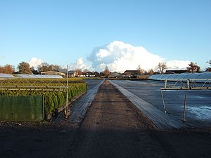 Tree nursery in Pinneberg