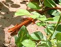 Salamandre à longue queue (Eurycea longicauda)