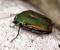 Figeater beetle