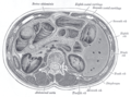 Potongan transversal pada tengah dari vertebra lumbal pertama.