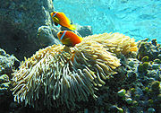 淺色雙鋸魚(Amphiprion nigripes)