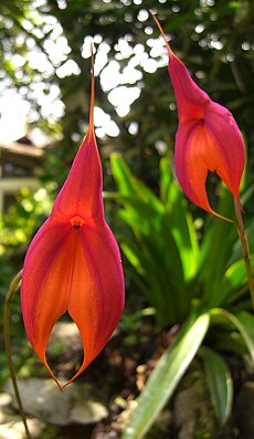 Masdevallia veitchiana