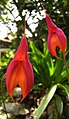 Masdevallia veitchiana