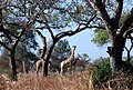 Image 33Giraffes in Waza National Park (from Tourism in Cameroon)