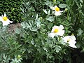 Romneya coulteri