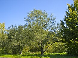 Trapusis gluosnis (Salix fragilis)