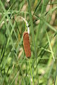 Typha angustifolia