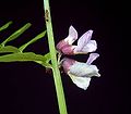 Aidonvirnan (Vicia sepium) kukka.