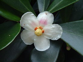 Clusia fluminensis