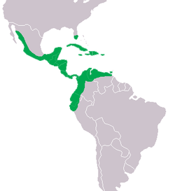 Distribución del cocodrilo americano.