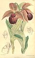 Cypripedium tibeticum